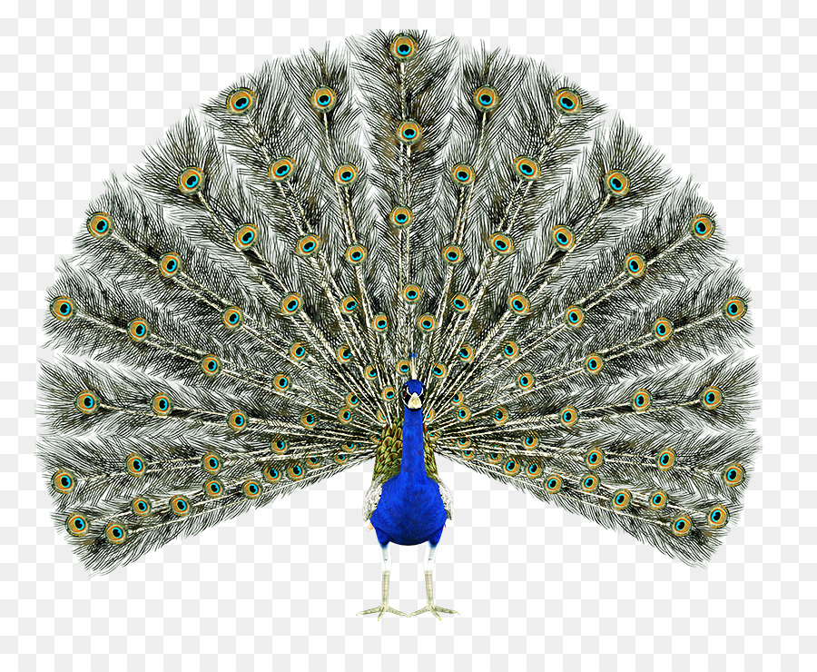 Pavo Real，Pájaro PNG