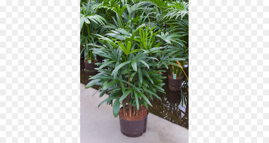Arecaceae，Rhapis Excelsa PNG
