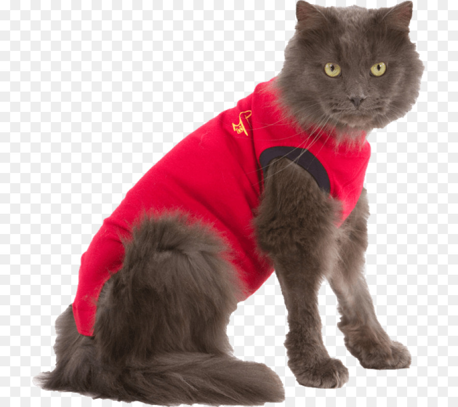 Gato，Camiseta PNG