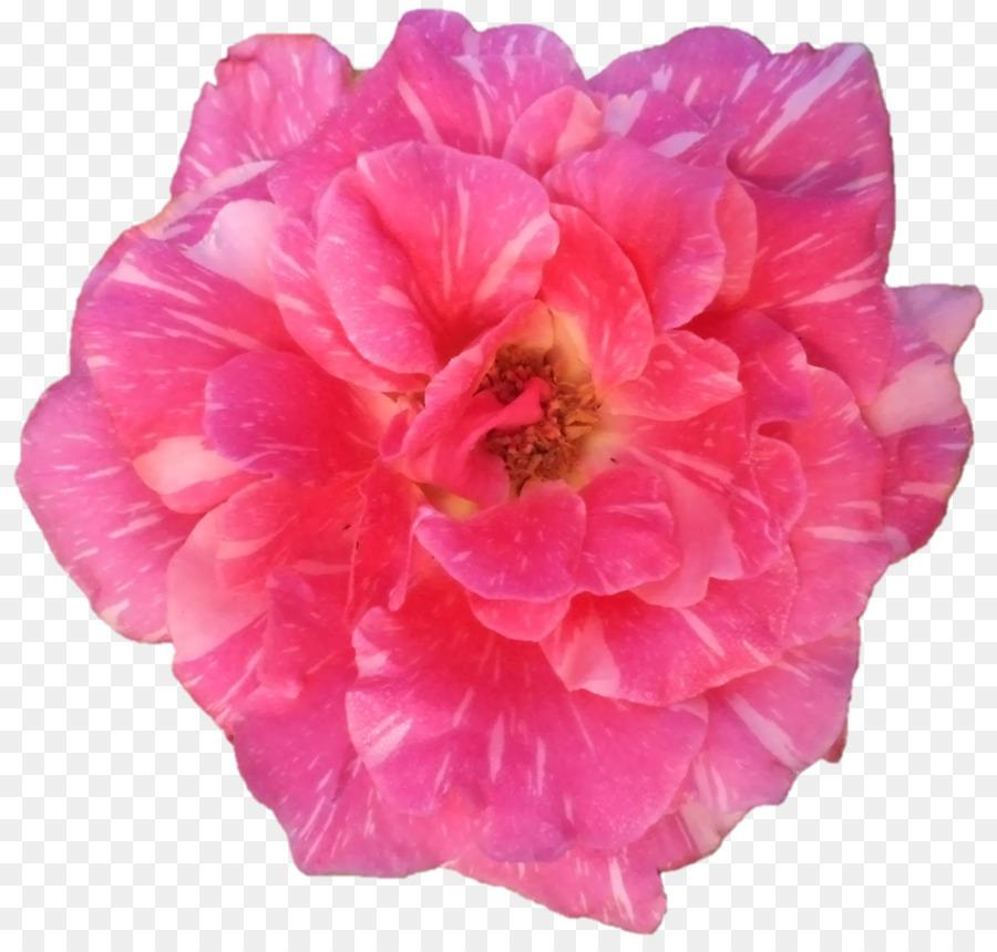 Col Rosa，Las Rosas De Jardín PNG