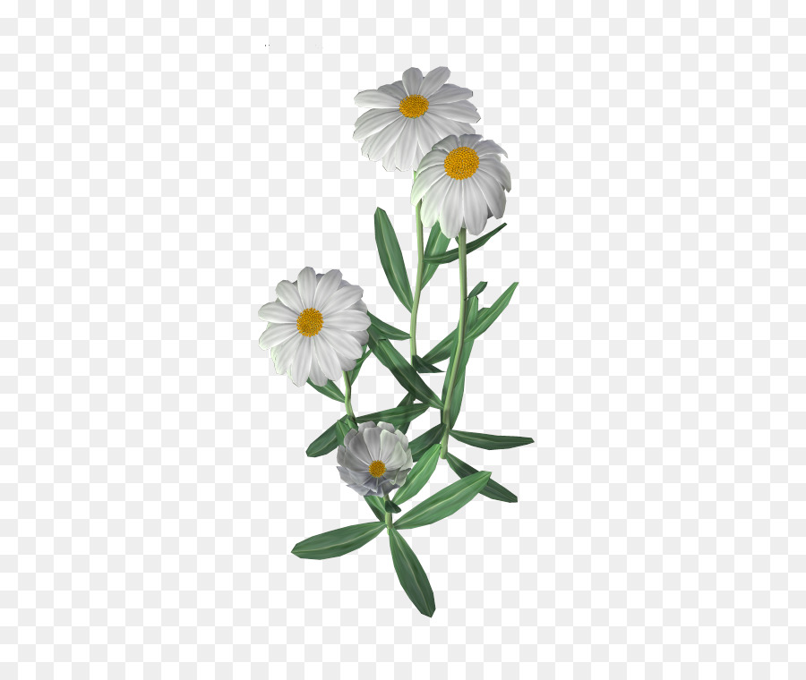 Flor，Común Daisy PNG