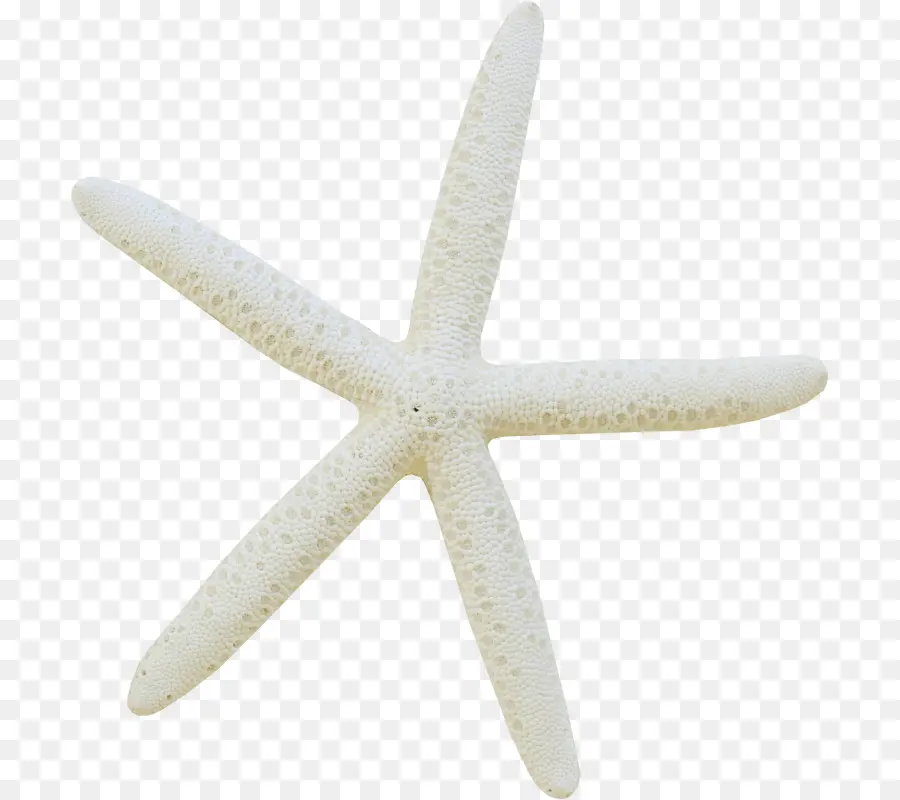 Estrella De Mar，Marina PNG