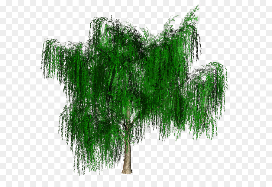 Rama，Árbol PNG