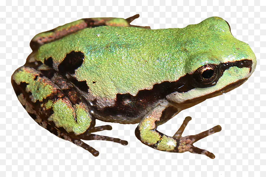 Rana Toro Americana，Rana De árbol PNG