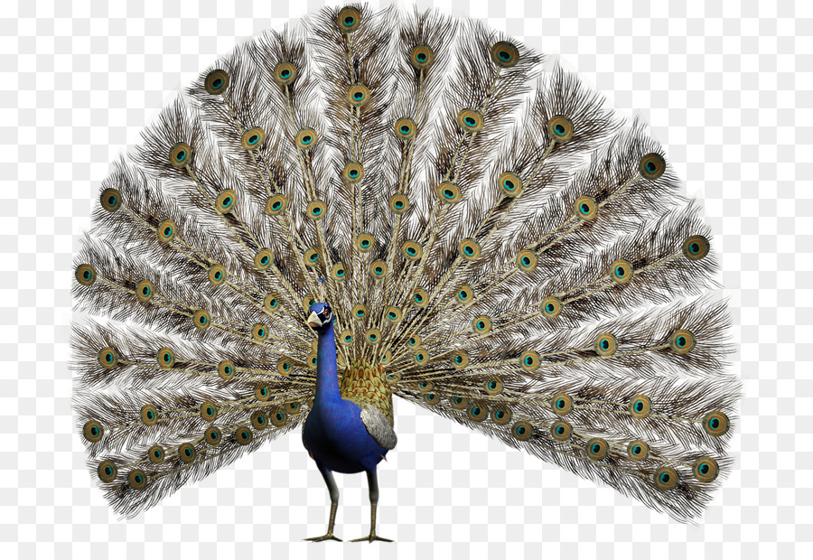 Pavo Real，Pájaro PNG