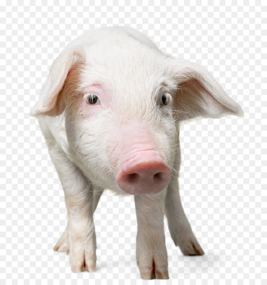 Cerdo Doméstico，Cachorro PNG