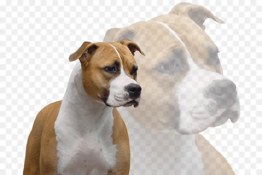 Raza De Perro，Staffordshire Terrier Americano PNG