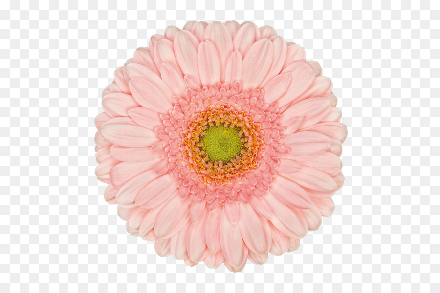 Transvaal Daisy，Crisantemo PNG