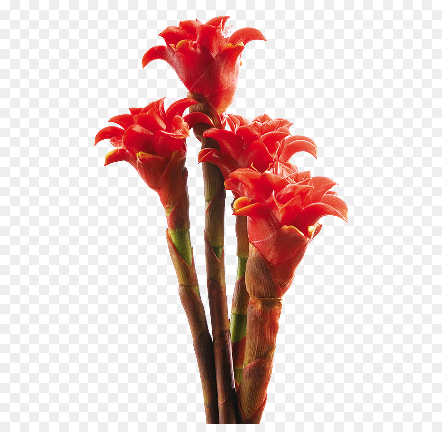 Canna，Flor PNG