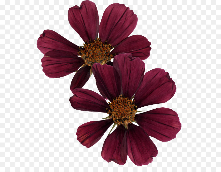 Flor，Gráficos Ráster PNG