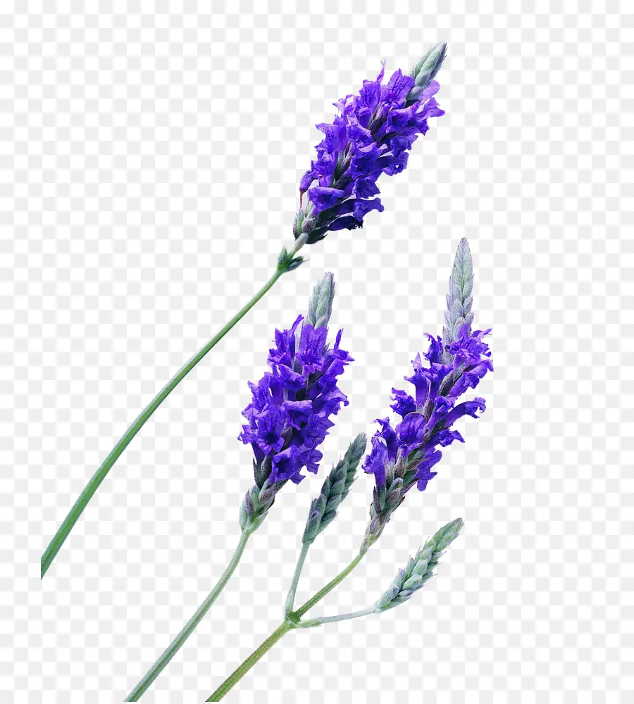 Lavanda Morada，Planta PNG