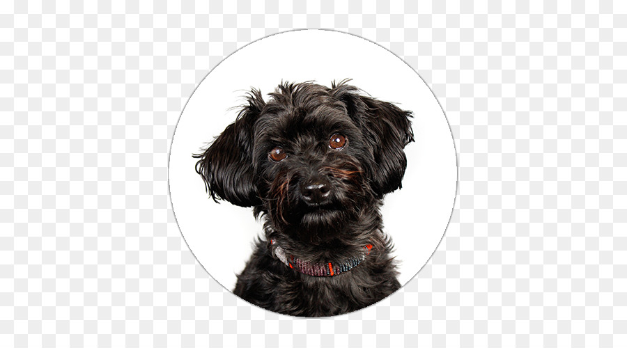 Schnauzer Miniatura，Schnoodle PNG