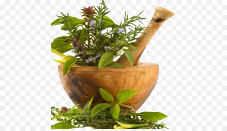 Herbalismo，Medicamento PNG