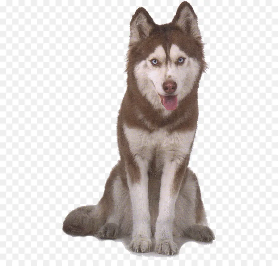 Canadiense Perro Esquimal，Miniatura Husky Siberiano PNG