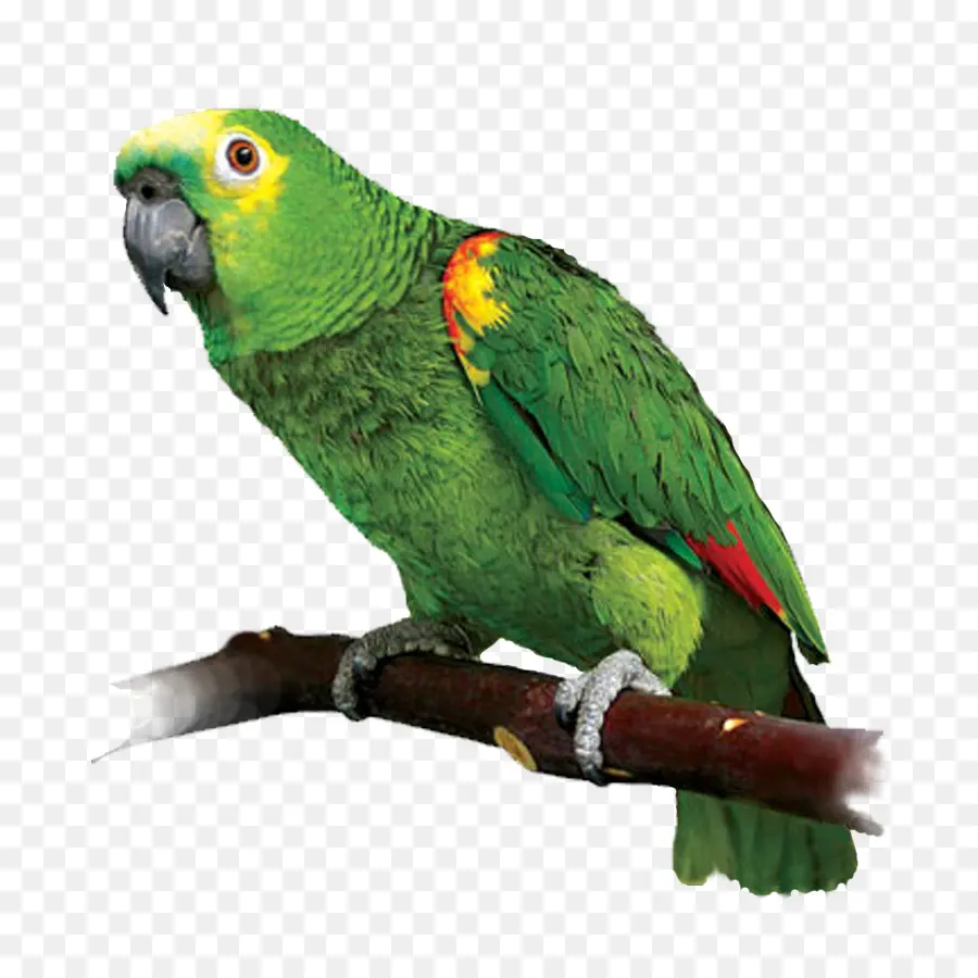 Loro，Aves PNG