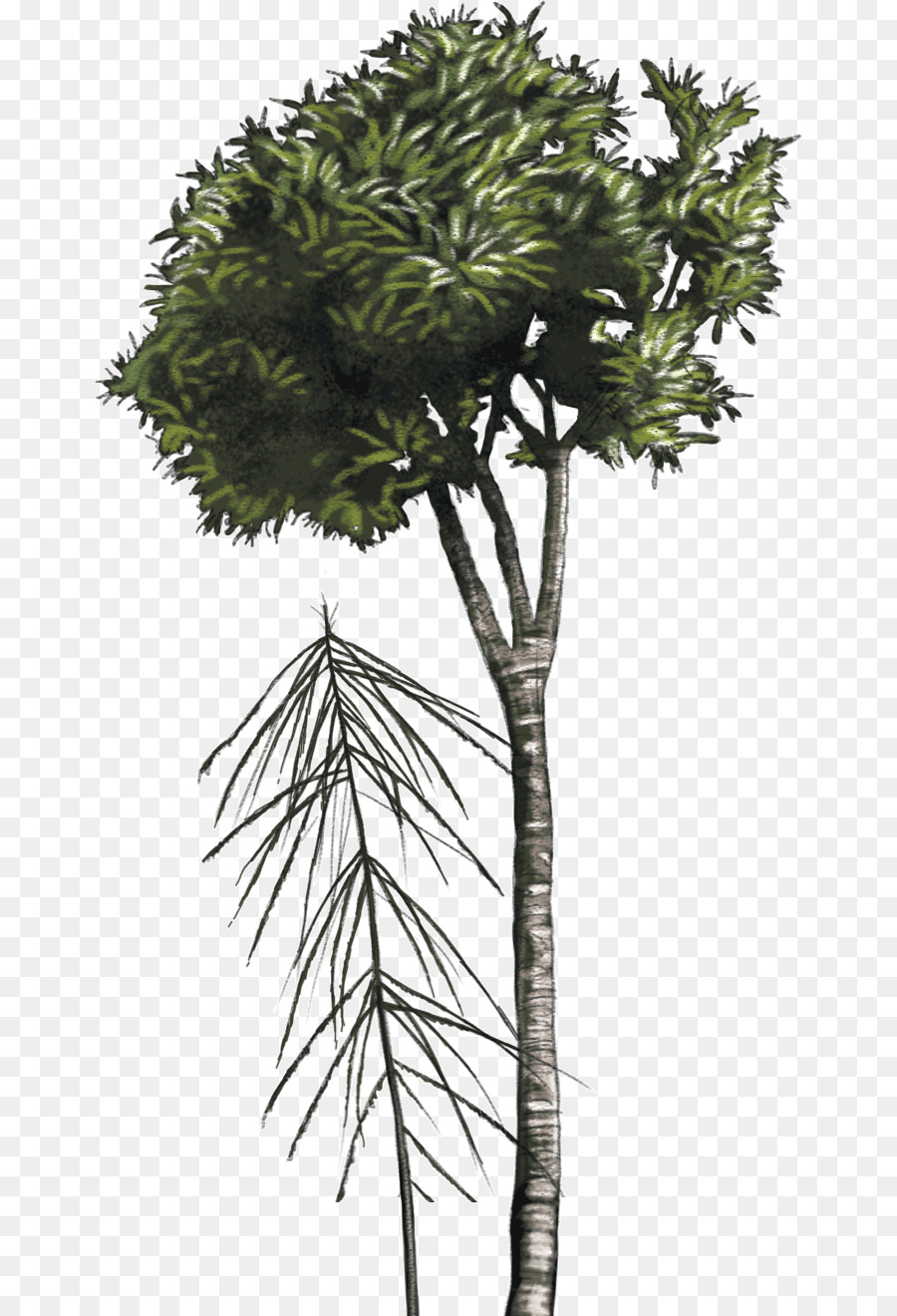 Palm Palmyra Asiática，Lancewood PNG