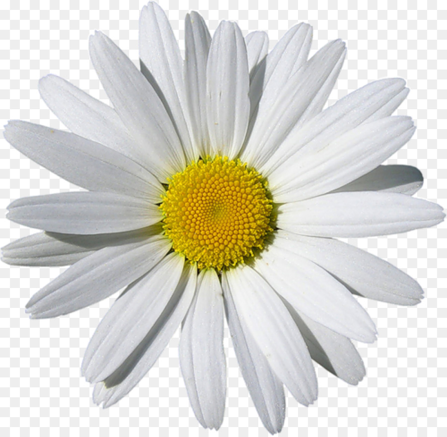 La Manzanilla，Común Daisy PNG