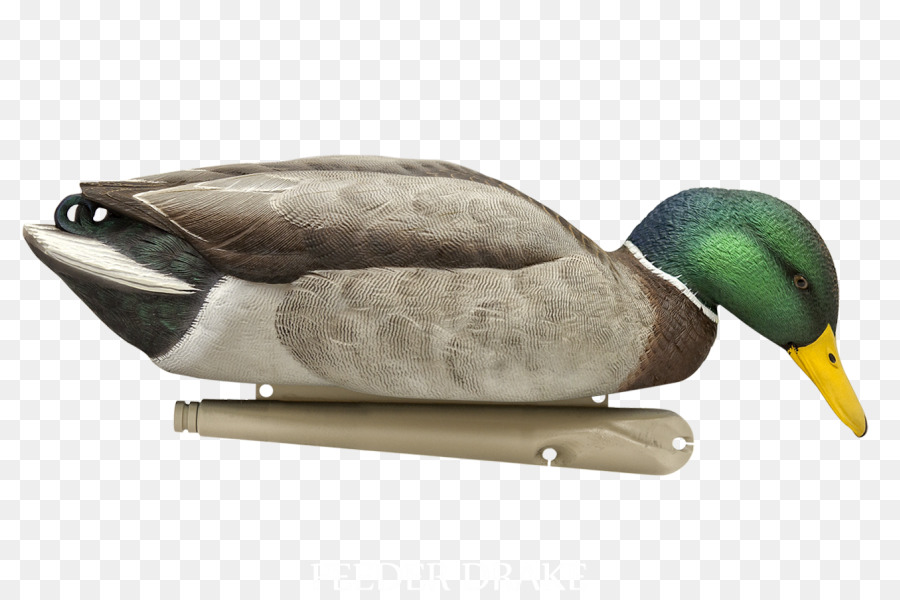 El ánade Real，Pato PNG