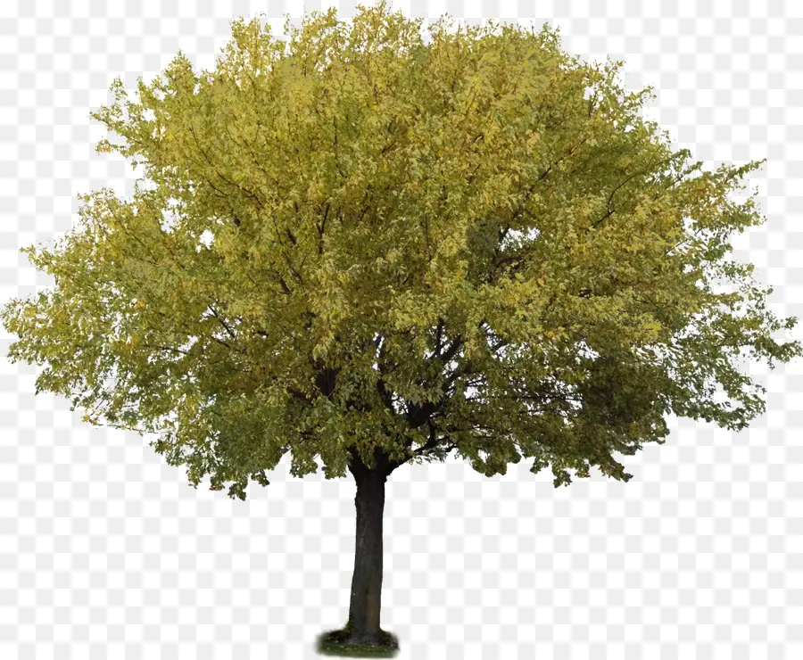 Árbol，Fondo De Escritorio PNG