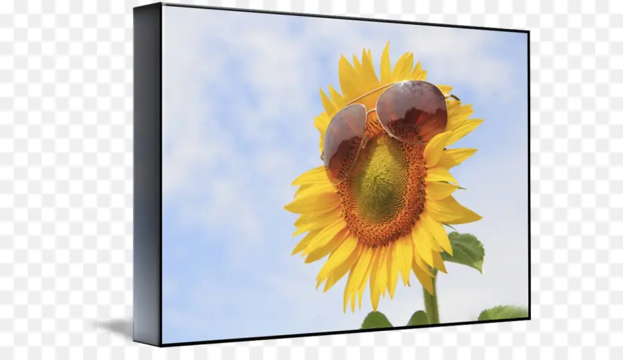 Girasol Con Gafas De Sol，Verano PNG