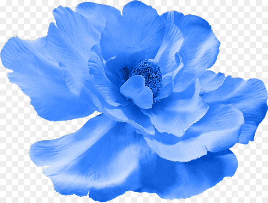 Azul，Flor PNG