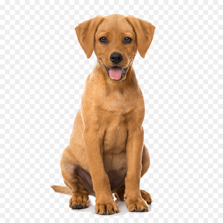 Cachorro，Raza De Perro PNG