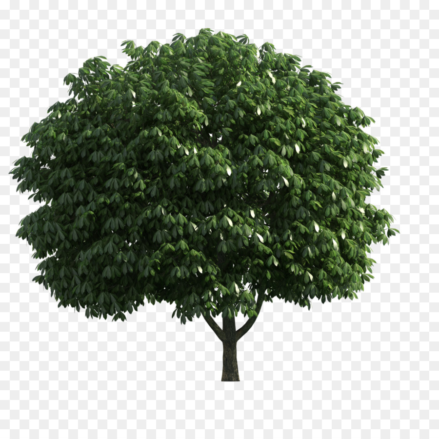 árbol Verde，Planta PNG