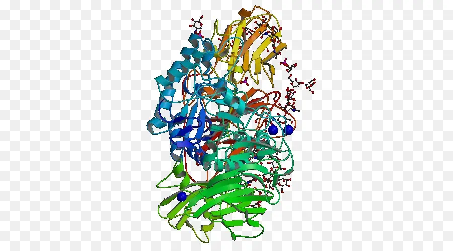 Estructura De La Proteína，Molécula PNG