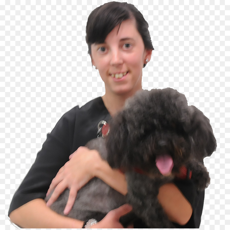 En Miniatura Caniche，Cockapoo PNG