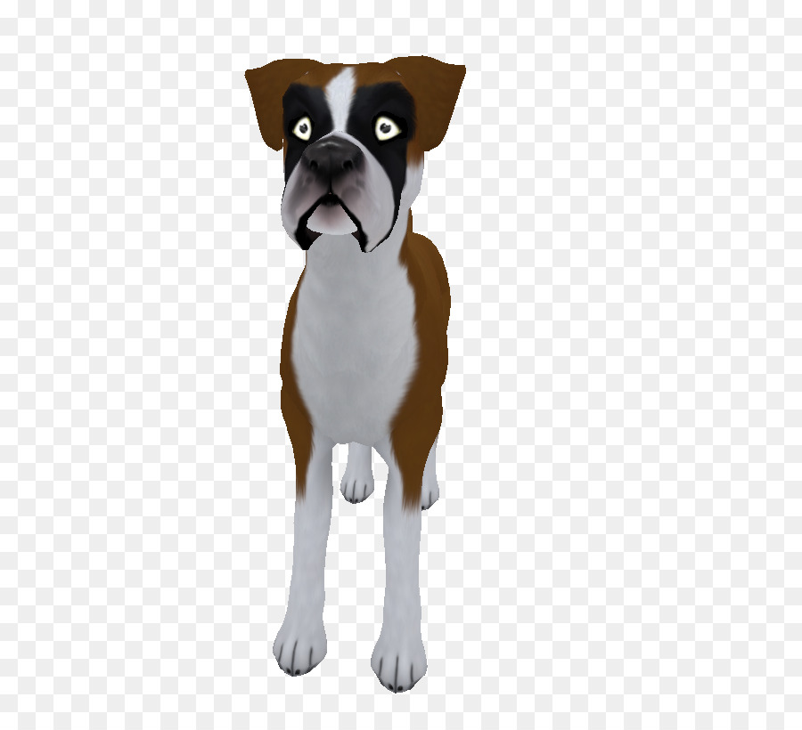 Terrier De Boston，Boxeador PNG