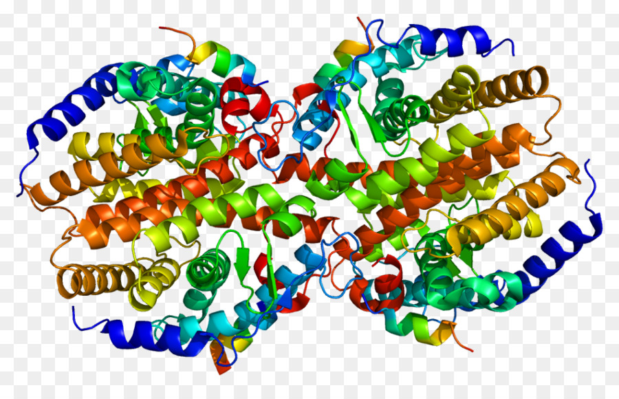 Estructura De La Proteína，Molécula PNG