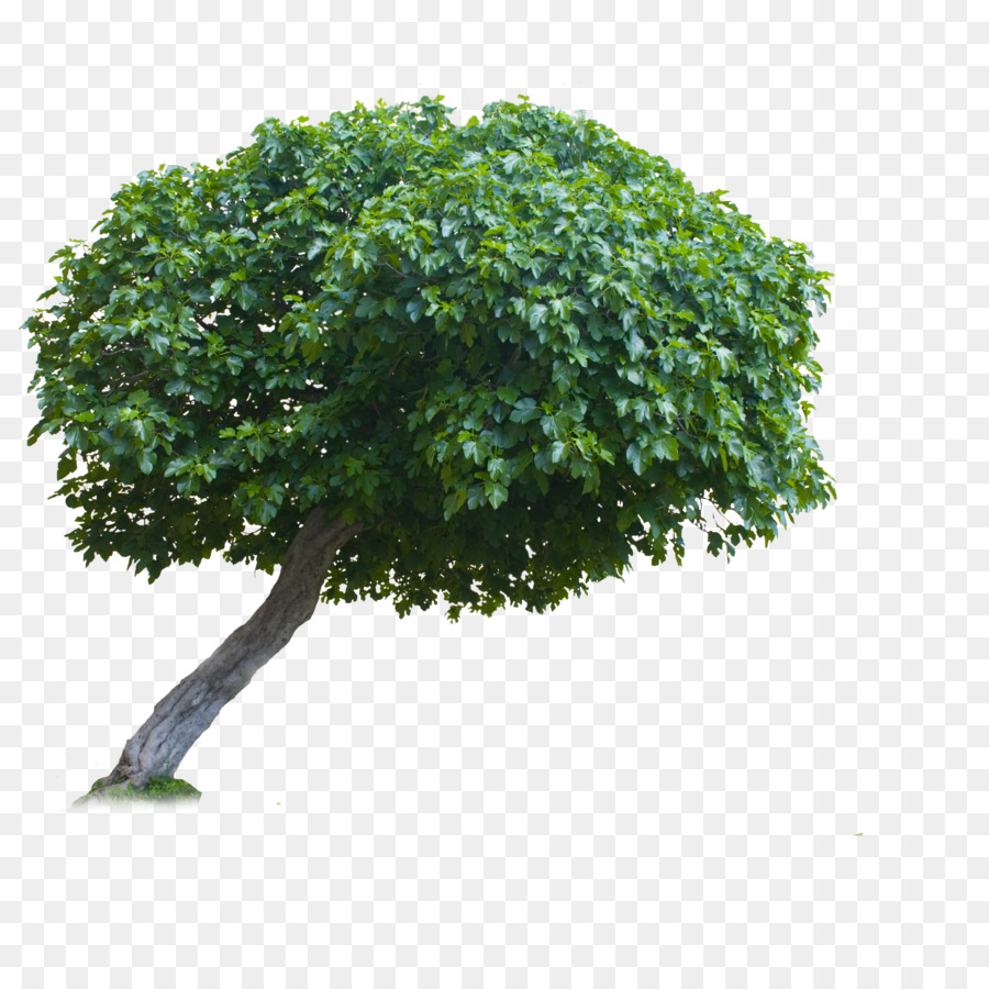 árbol Verde，Planta PNG