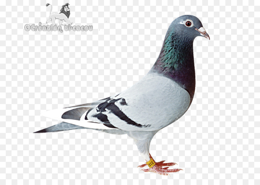 Stock Paloma，Columbidae PNG