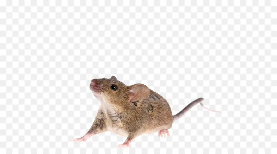 Rata，Ratón PNG