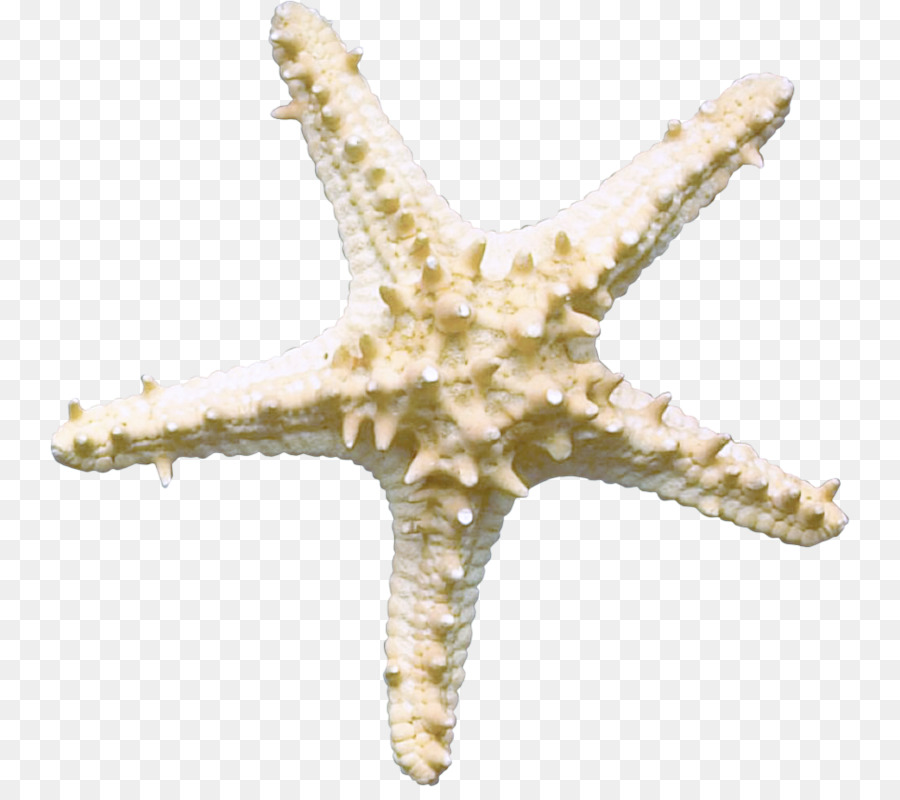 Estrella De Mar，Mar PNG