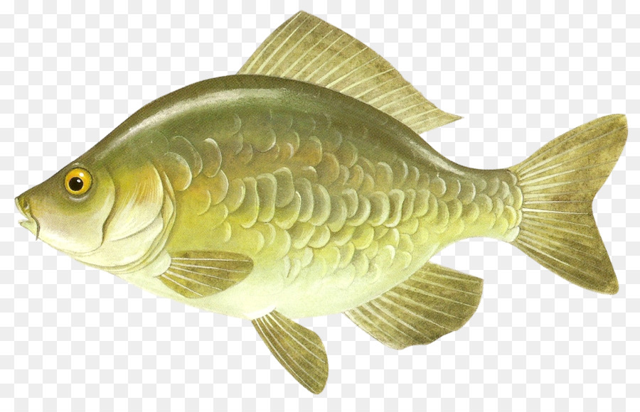 La Carpa，Los Peces PNG