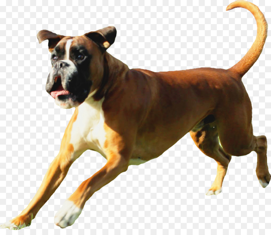 Raza De Perro，Boxeador PNG