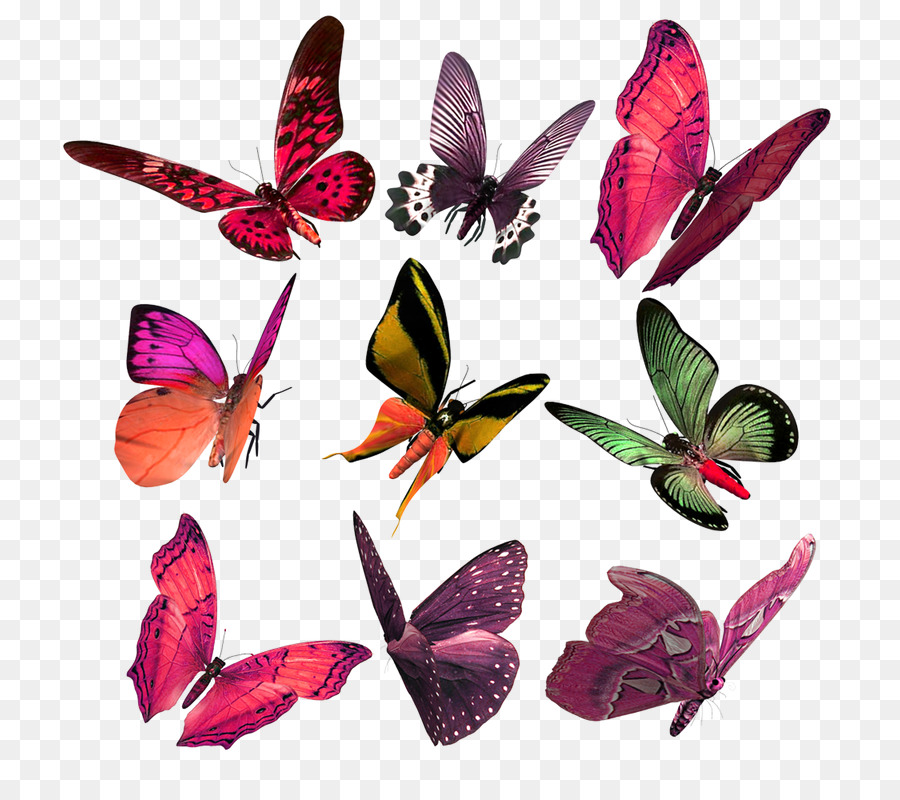 Mariposas，Alas PNG