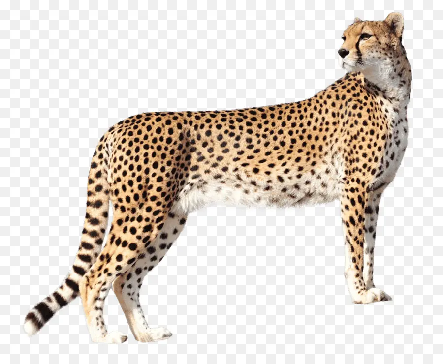 Guepardo，Felidae PNG