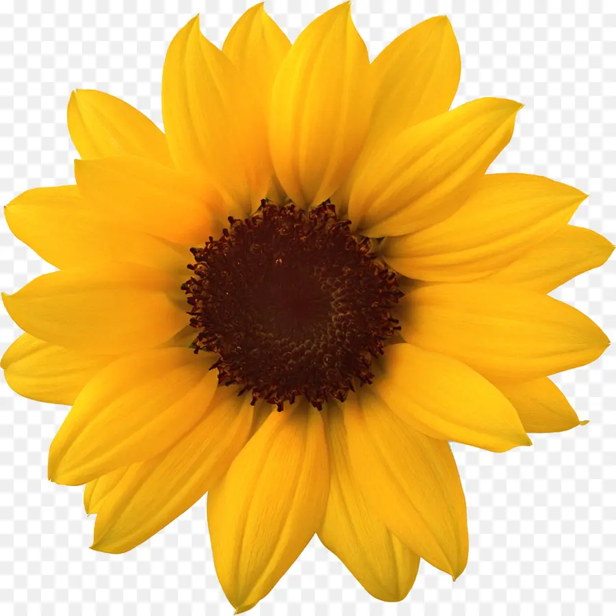 Flor，Amarillo PNG