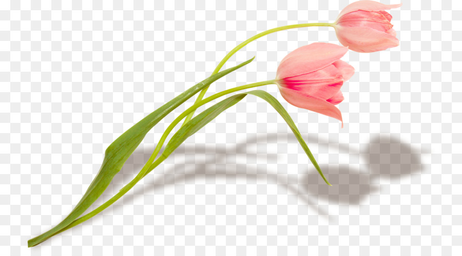 Tulip，La Floración De Ceyhan PNG