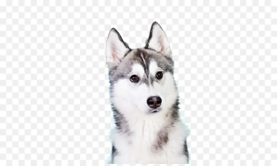 Perro Husky，Sorprendido PNG