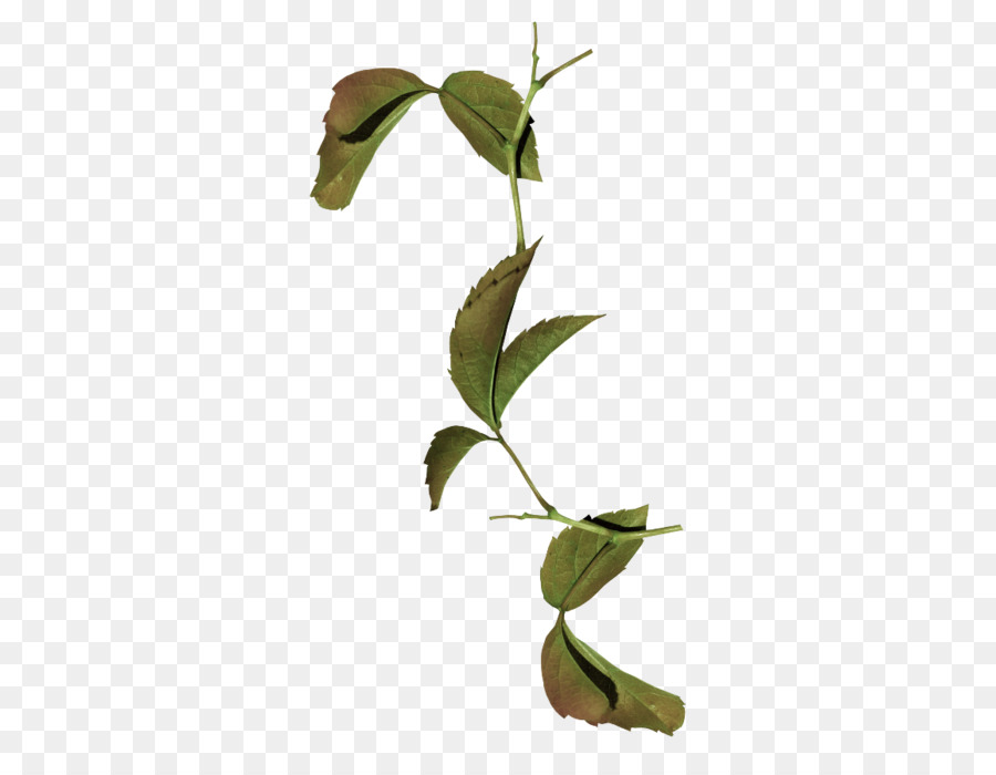 Hojas Verdes，Naturaleza PNG