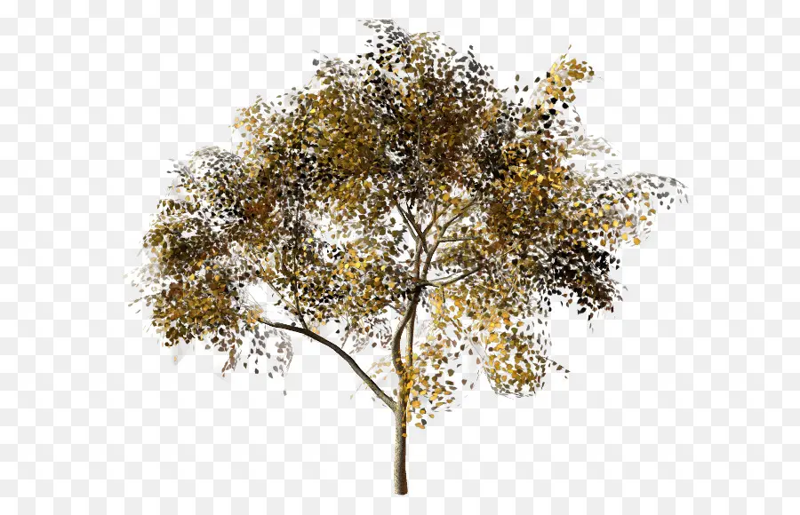 Árbol，Hojas PNG