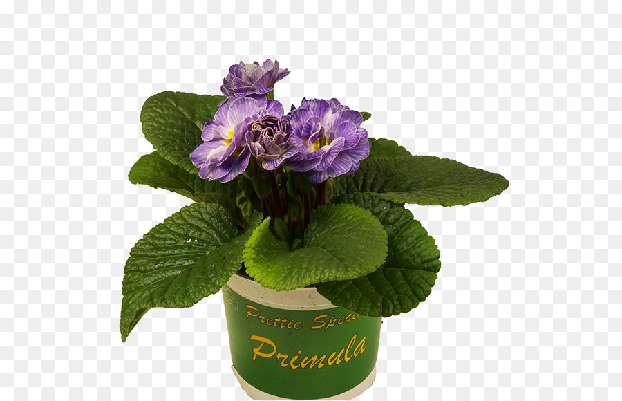 Primrose，Maceta PNG