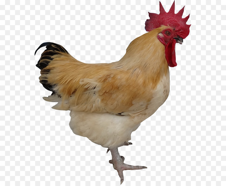 Pollo Marrón，Gallina PNG