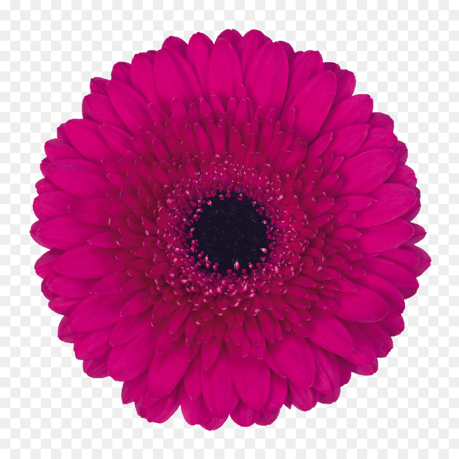 Transvaal Daisy，Una Fotografía De Stock PNG