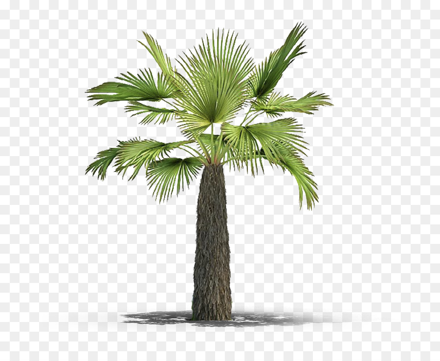 Palmera，Hojas PNG