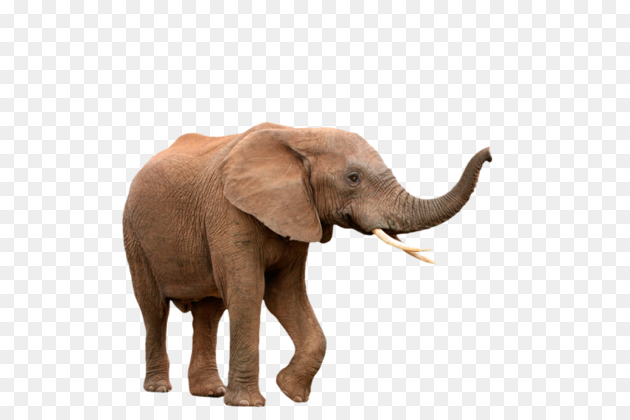 Elefante，Mamífero PNG