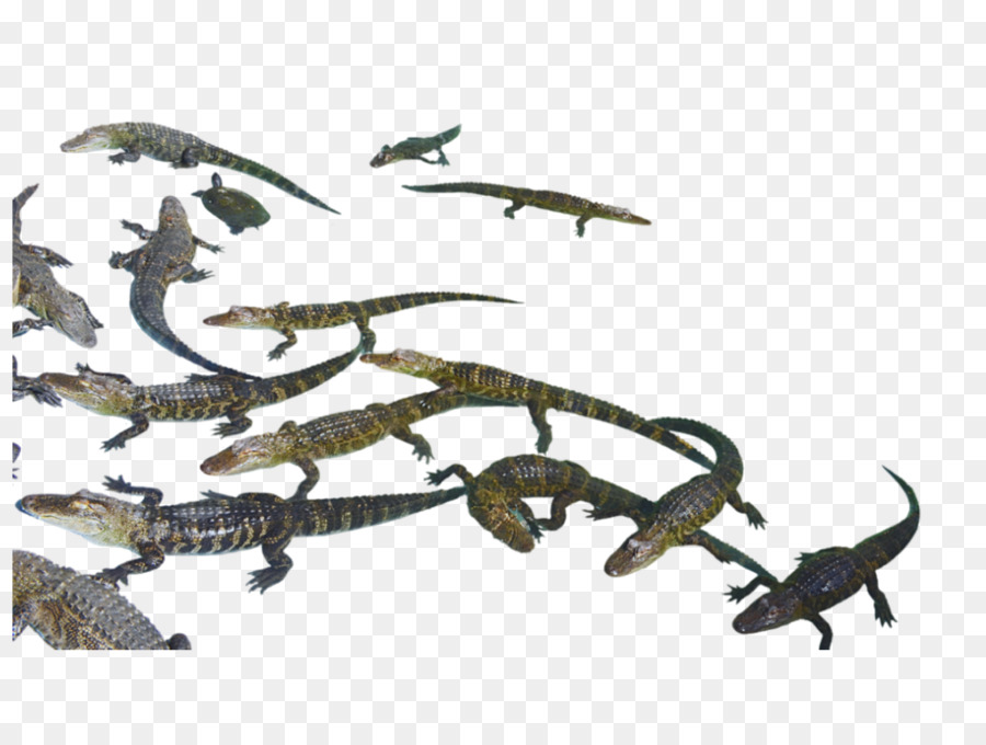 Reptiles，Cocodrilo PNG